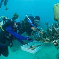 Saving corals for a living – Prof David to the rescue