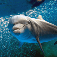 No friends means no offspring – the tough life of male dolphins