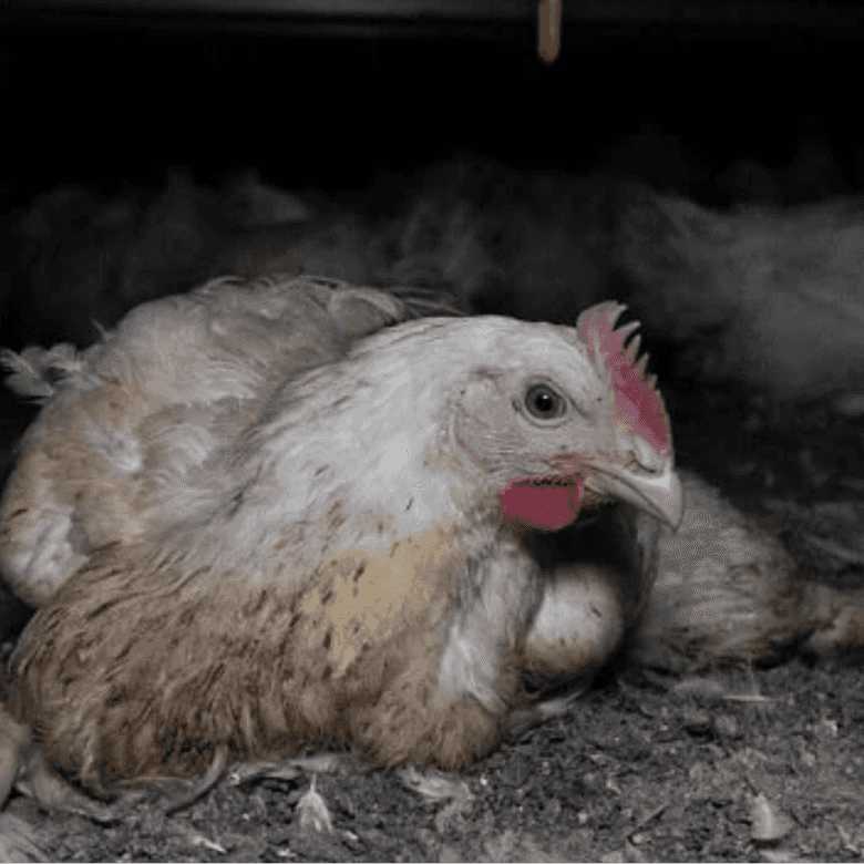 Chicken Welfare