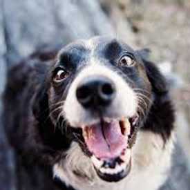 Canine Coprophagia