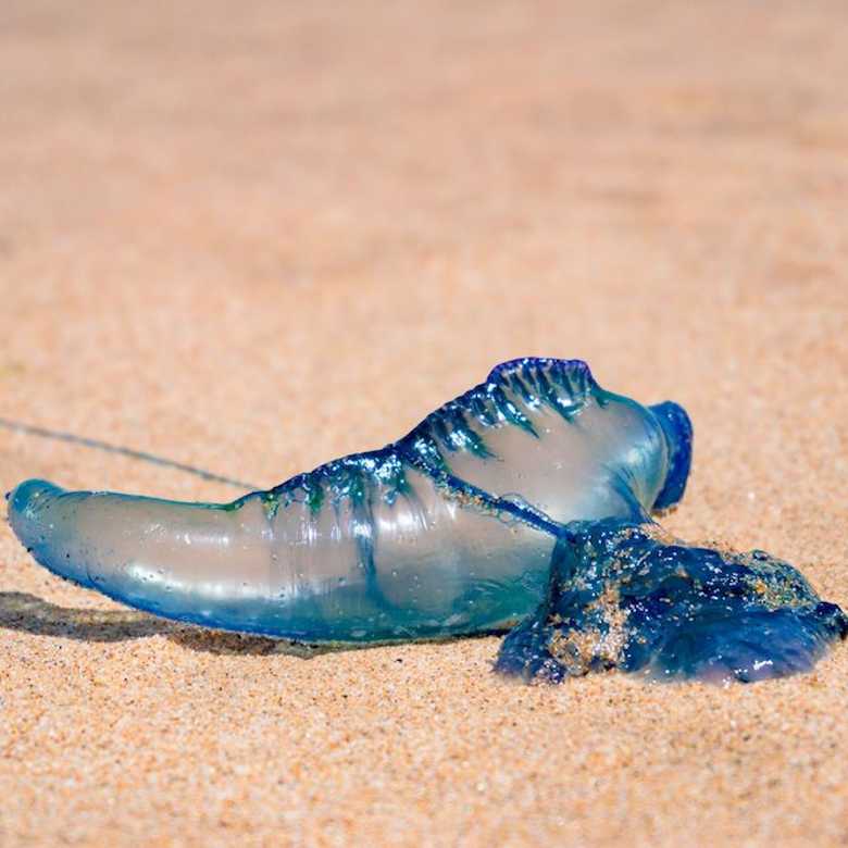 What’s blind, buoyant, and brainless? Bluebottles!