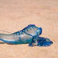 What’s blind, buoyant, and brainless? Bluebottles!