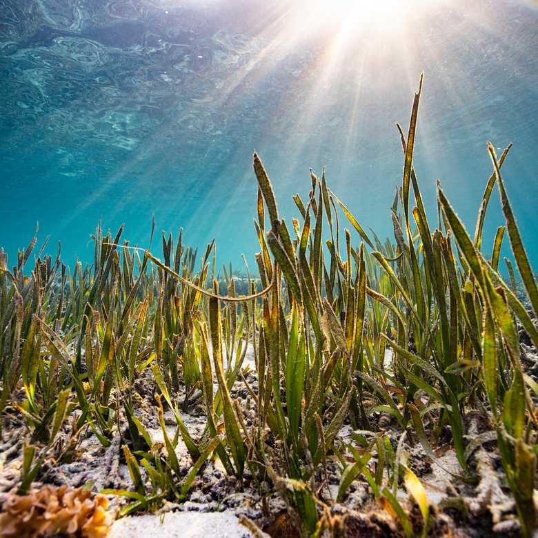 Griff and the importance of seagrass