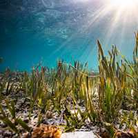 Griff and the importance of seagrass