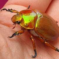 The Case of the Missing Christmas Beetle