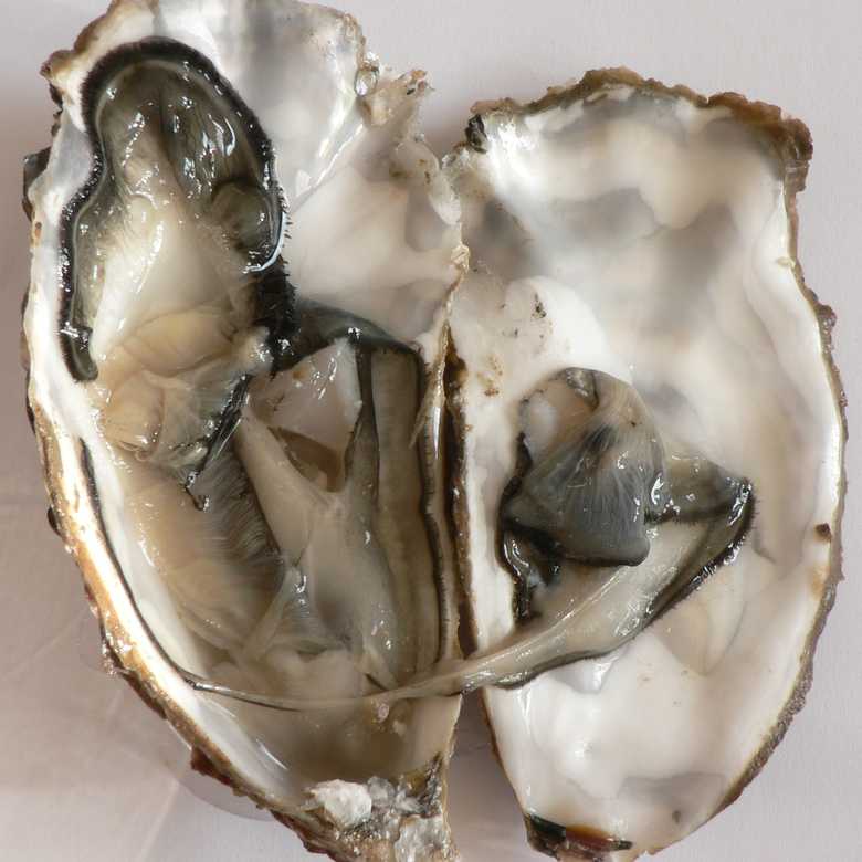 Eat Your History Part 4: Oysters