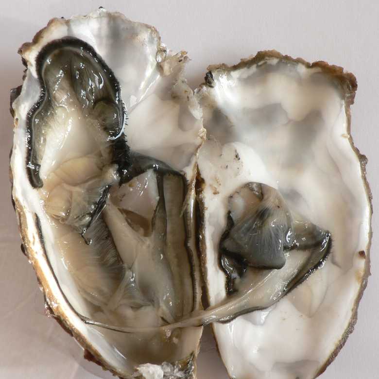 Eat Your History Part 4: Oysters