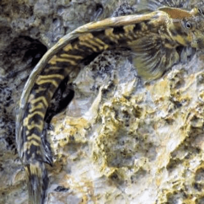 Liz and the blennies