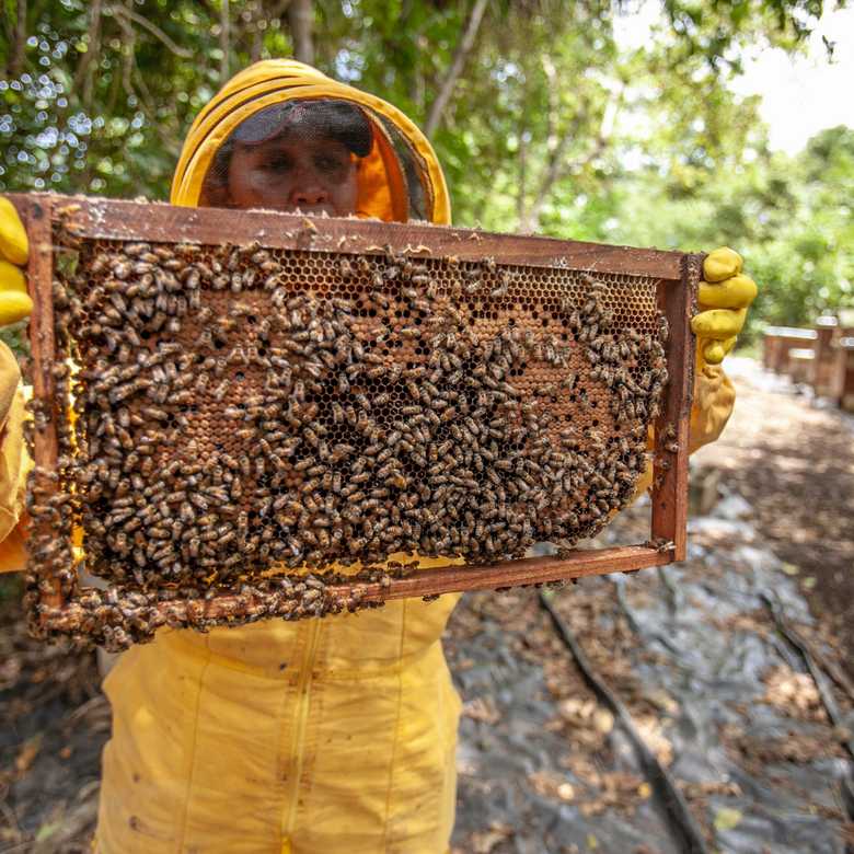 Varroa mite vs feral honey bees – Boiling Point Science interviews Associate Professor Patrick O’Connor