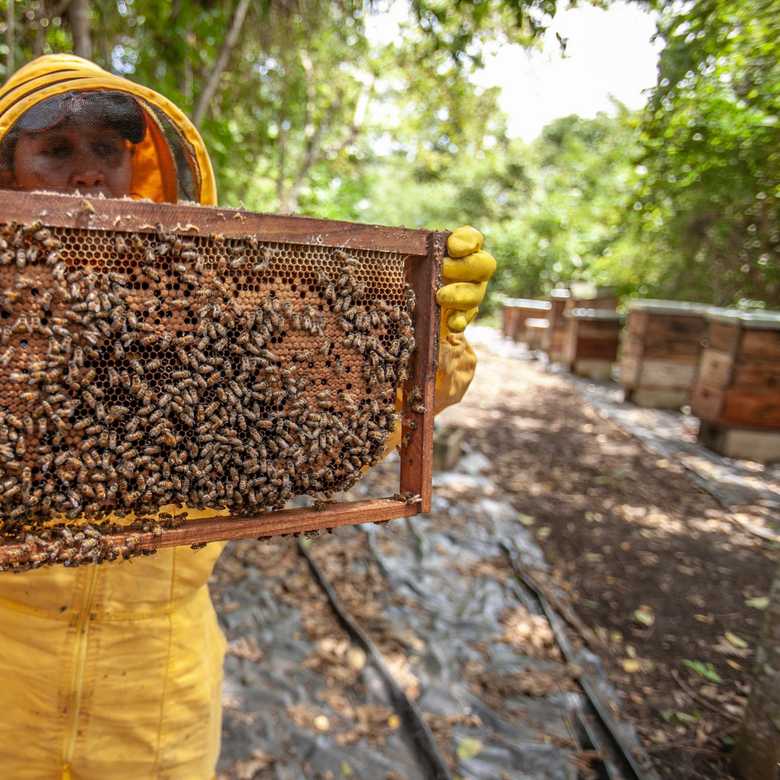 Varroa mite vs feral honey bees – Boiling Point Science interviews Associate Professor Patrick O’Connor