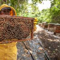 Varroa mite vs feral honey bees – Boiling Point Science interviews Associate Professor Patrick O’Connor