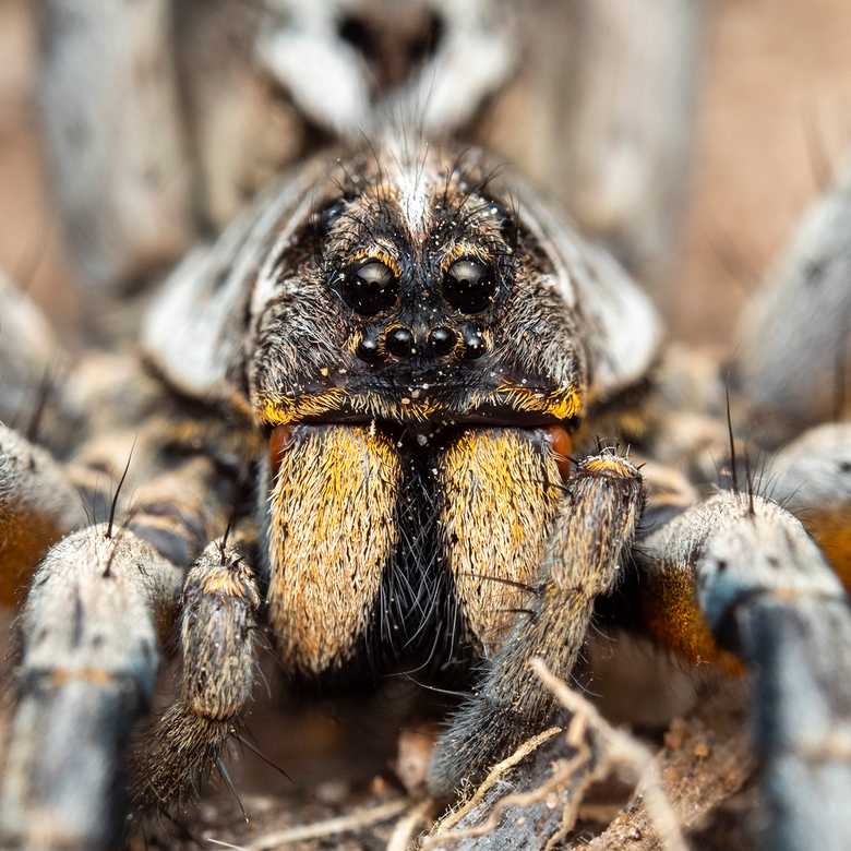 Fighting creepy with crawly: Spider venom in drug discovery