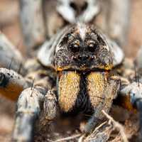 Fighting creepy with crawly: Spider venom in drug discovery
