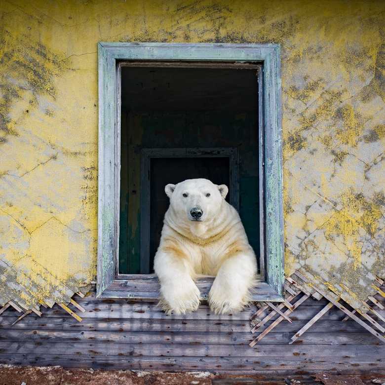 PFAS and polar bears – chemical pollution in the Arctic