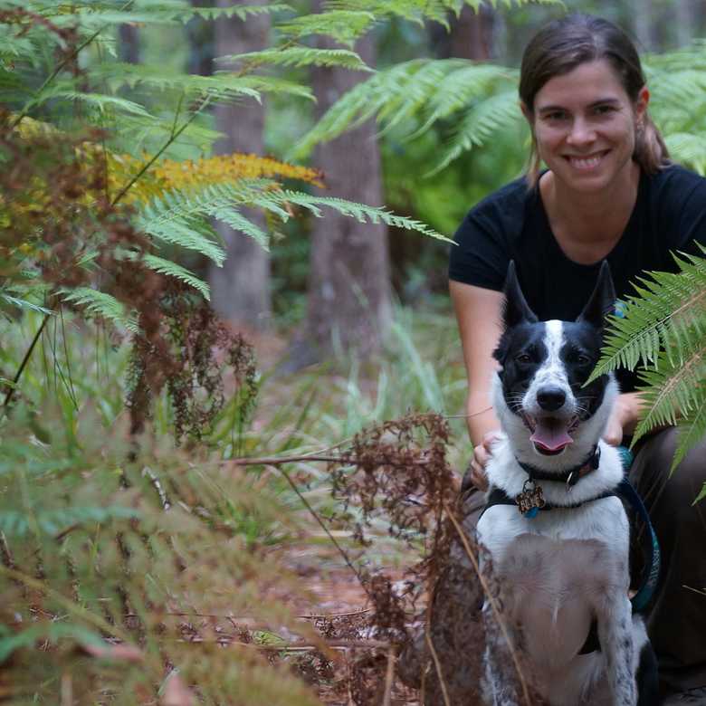 Sniffer Dogs for Koala Conservation
