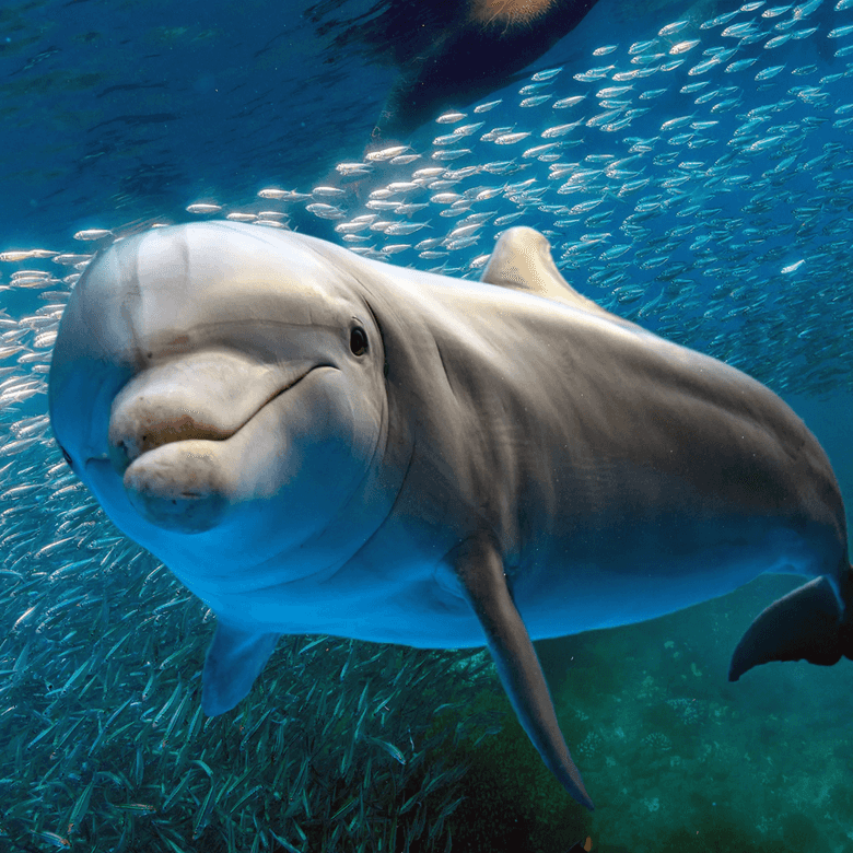 No friends means no offspring – the tough life of male dolphins
