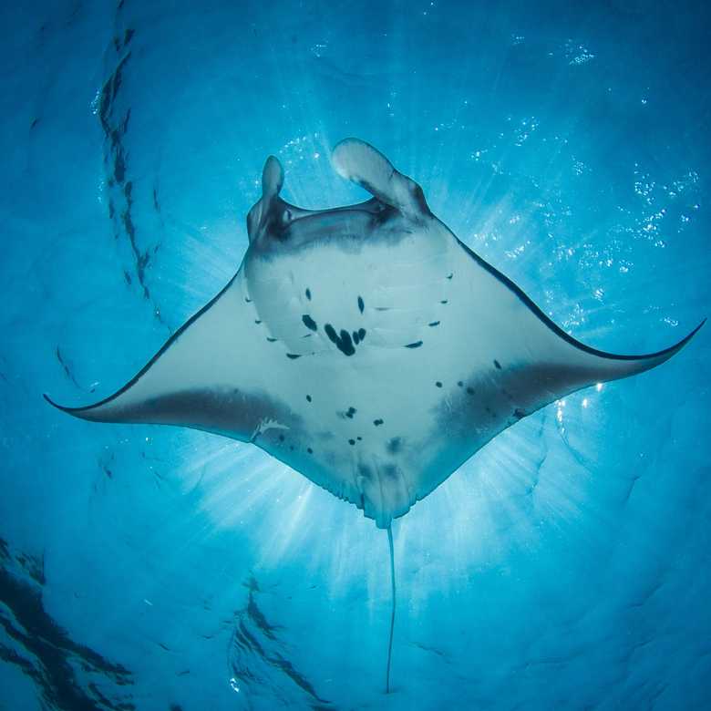 Gentle Giants of the Ocean: Manta Rays