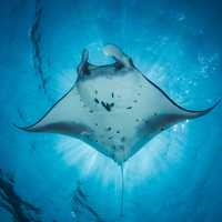 Gentle Giants of the Ocean: Manta Rays