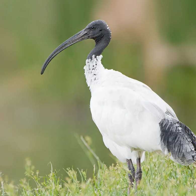 Australian native birds with the Australian Museum