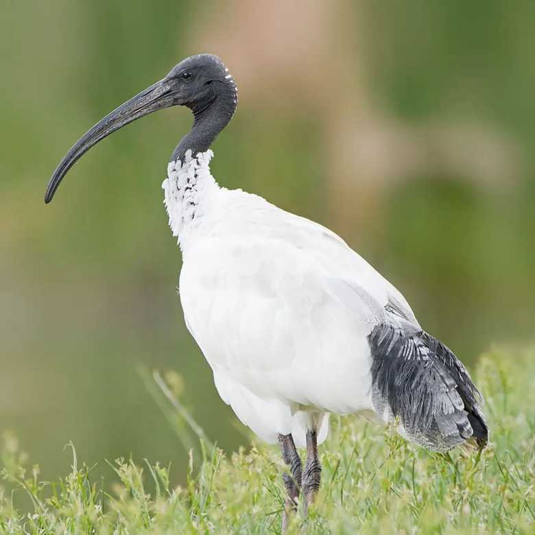 Australian native birds with the Australian Museum