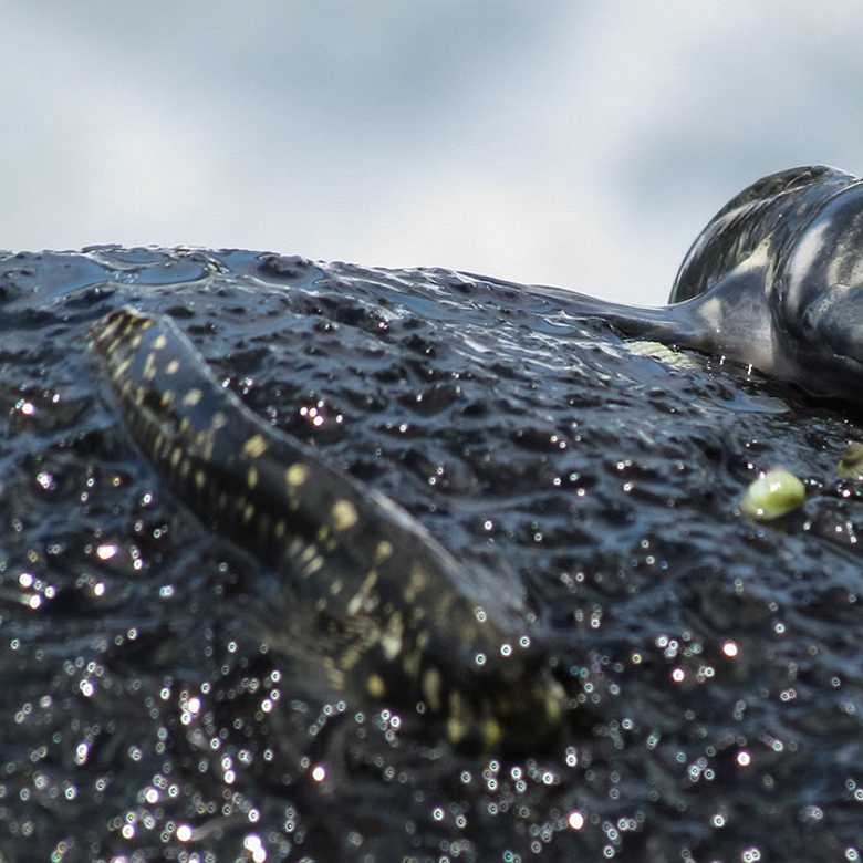 Evolving out of Water