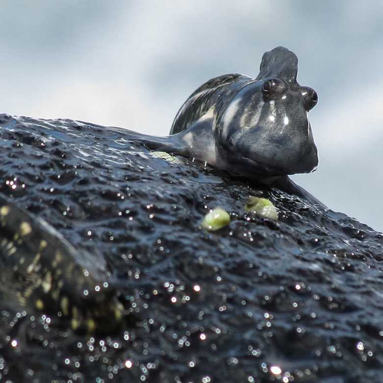 Evolving out of Water