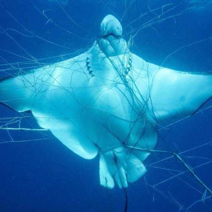 Shark nets kill – Help to ban shark nets!