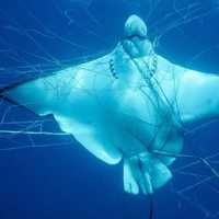 Shark nets kill – Help to ban shark nets!