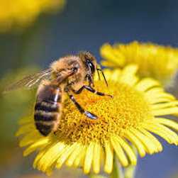 Australian native Bees with David Bock
