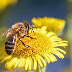 Australian native Bees with David Bock