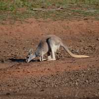 Spying on Kangaroos