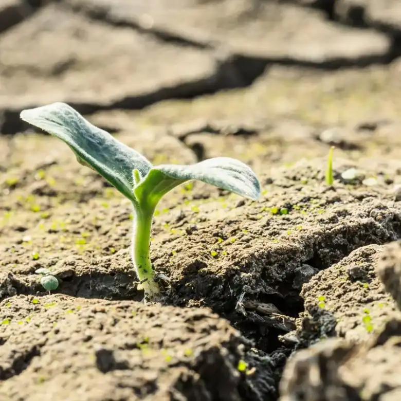 How plants respond to climate change
