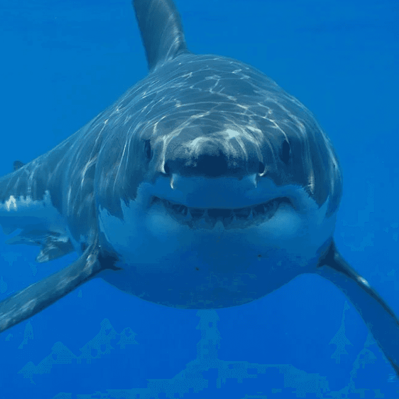 Why do great white sharks attack people?