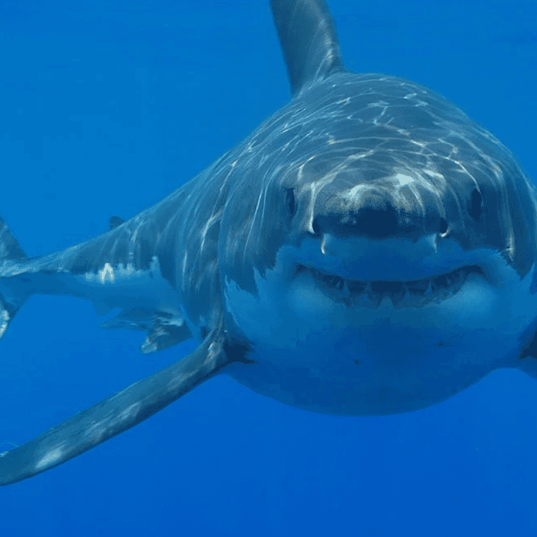 Why do great white sharks attack people?