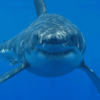 Why do great white sharks attack people?