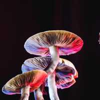 Can psychedelics be used to treat mental illness?