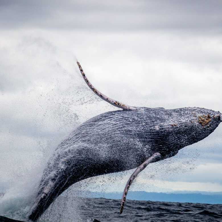 What poop can tell us about whales