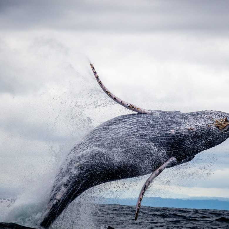 What poop can tell us about whales