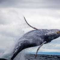 What poop can tell us about whales