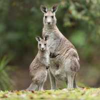 Nora and the kangaroos