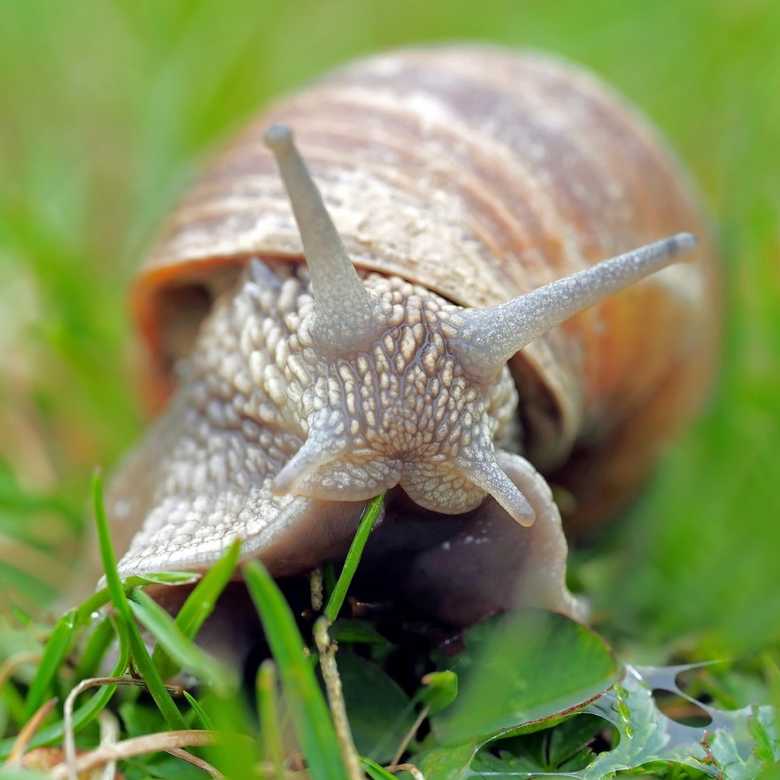 Fall In Love With Slugs And Snails This Week