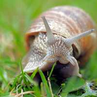 Fall In Love With Slugs And Snails This Week