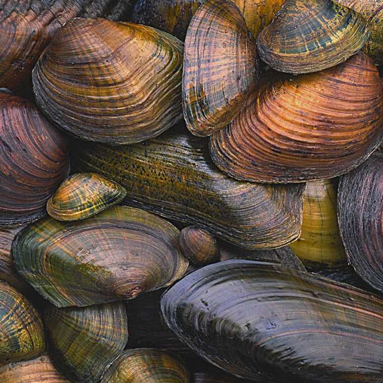 Freshwater Mussels – Small, Vital & Under Threat