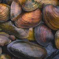 Freshwater Mussels – Small, Vital & Under Threat