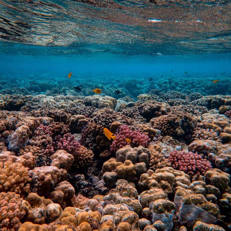 Beneath the Waves: Unmasking the Coral Disease Maze