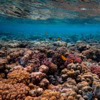 Beneath the Waves: Unmasking the Coral Disease Maze