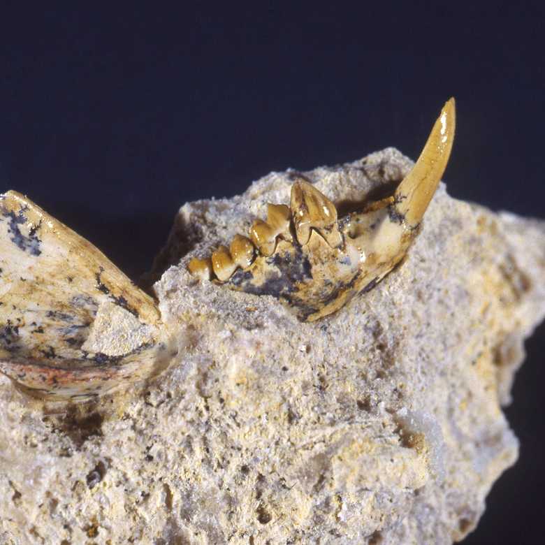 By tooth and nail: Uncovering the ancient history of marsupials