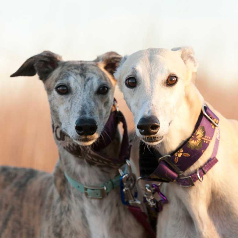 The cruel industry of Greyhound racing