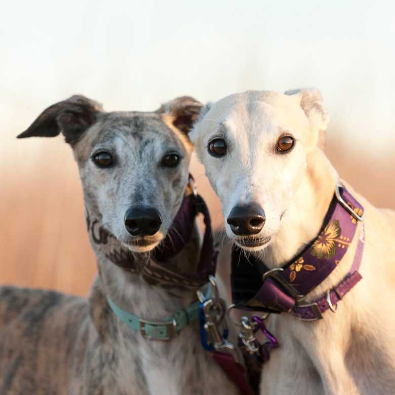 Interview about Greyhound Cruelty